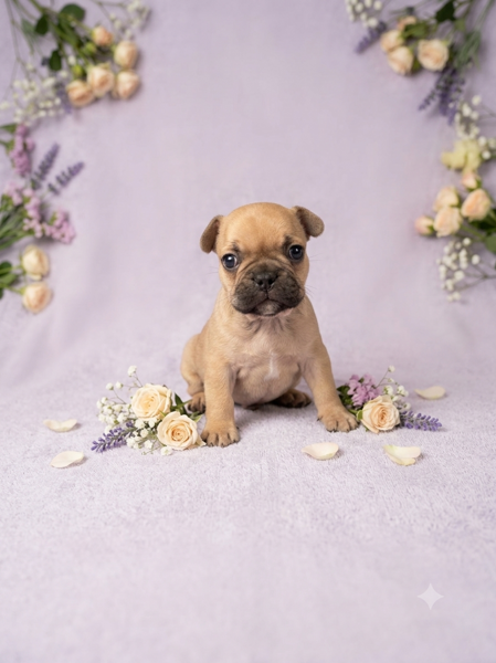 Chai, a fawn French Bulldog puppy sitting among flowers