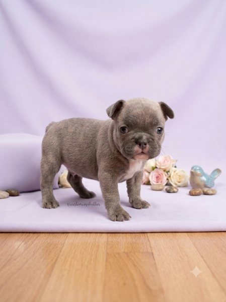 Chungus, a lilac French Bulldog puppy standing on a soft blanket